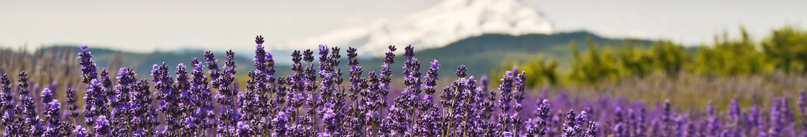 Mt. Hood