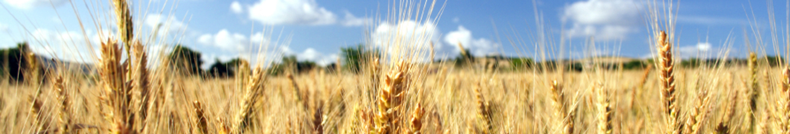 field and blue sky