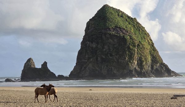 Canon Beach Elk