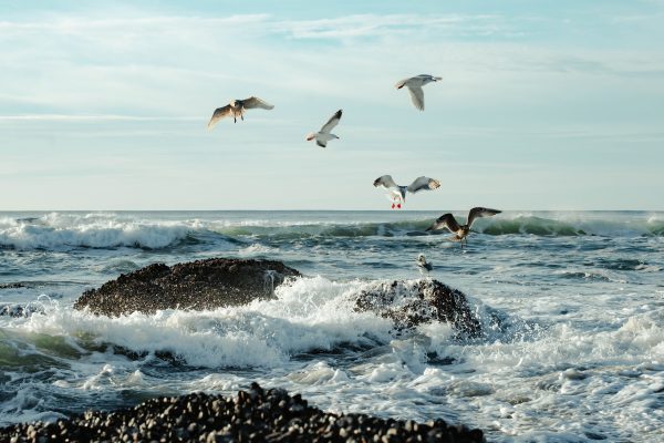 Sea Birds